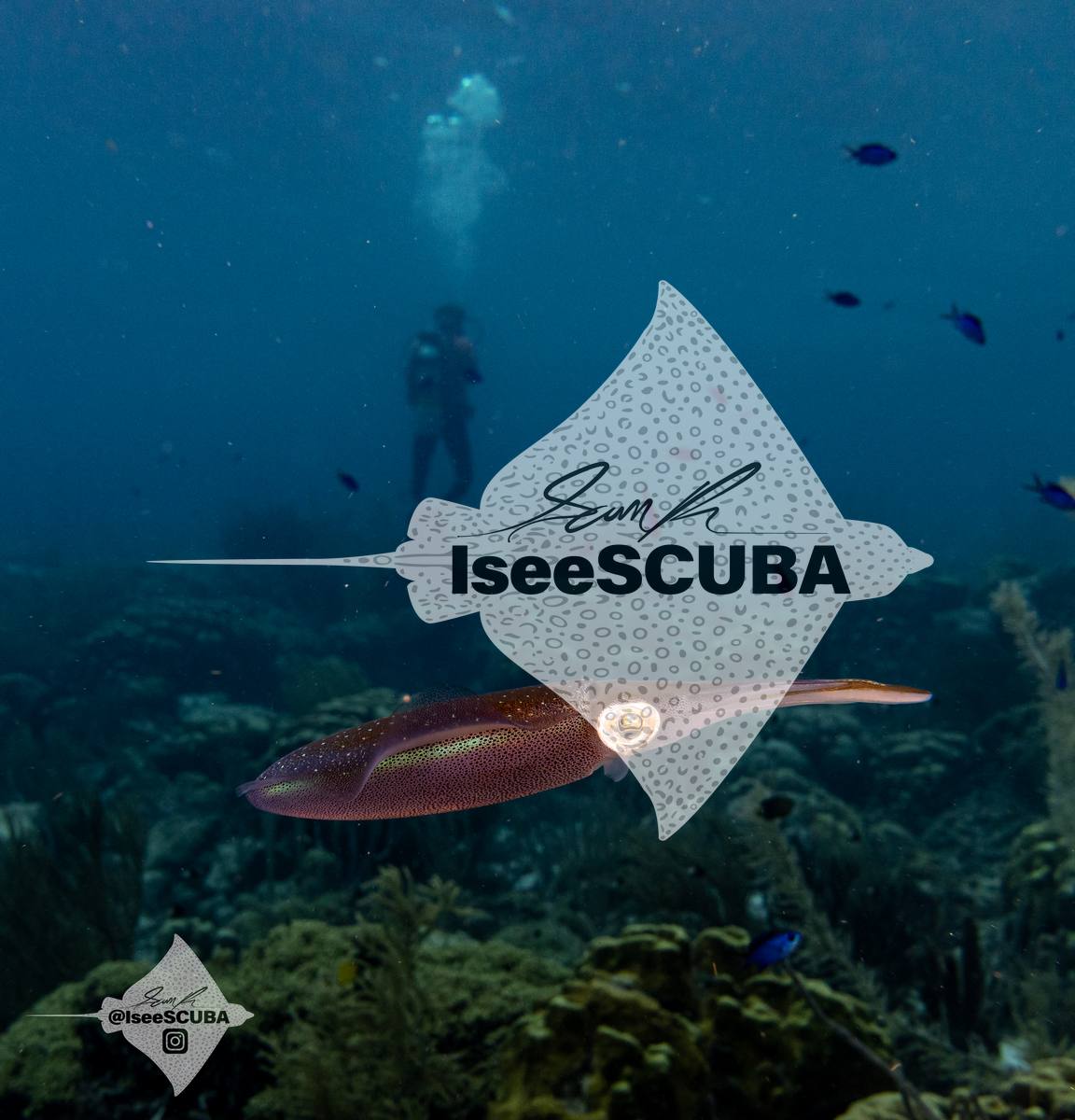 Squid above the reef with a diver in the distance.