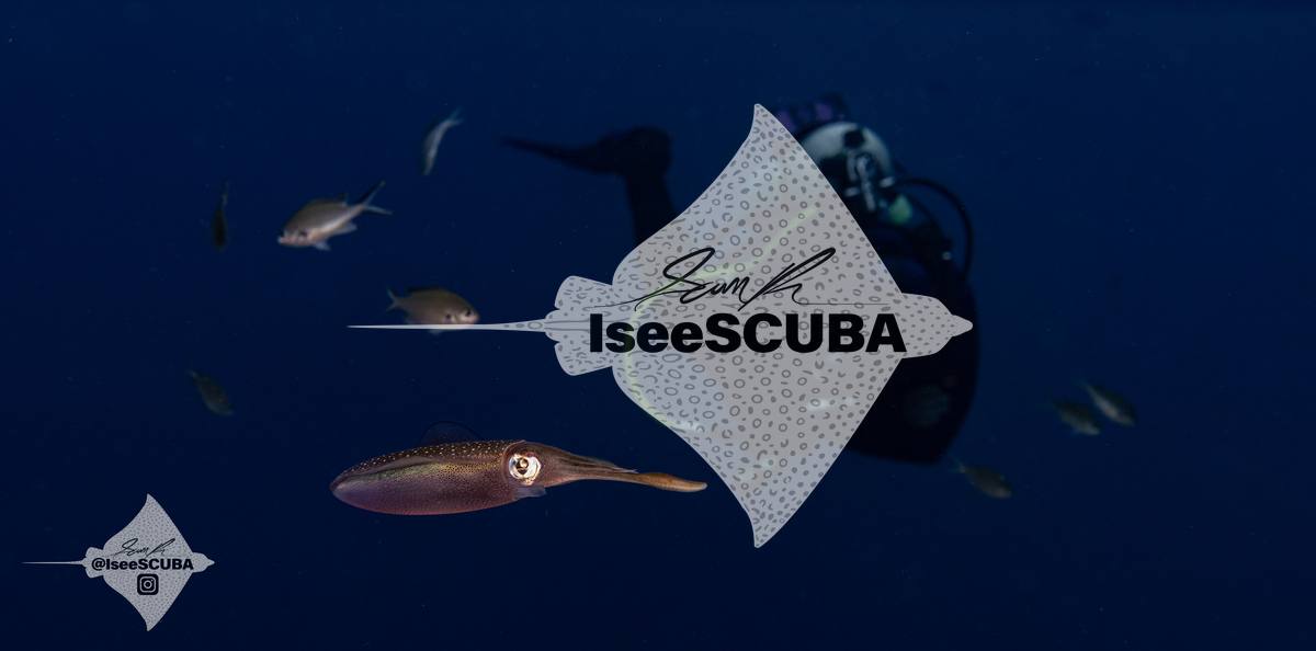Squid swimming in the foreground with a diver behind.